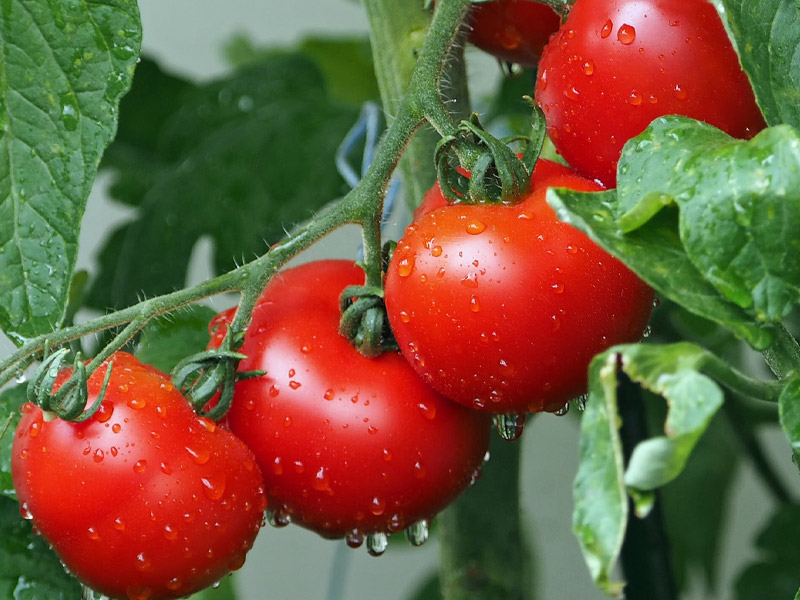 水溶肥的可以在哪些農作物上使用